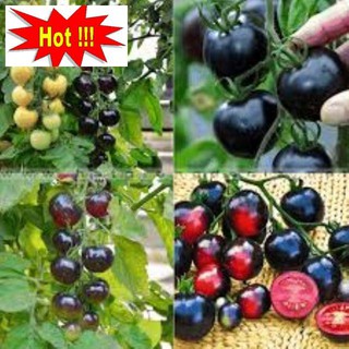 Hạt giống cà chua bi đen 30 hạt