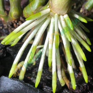 AC ROOTS - Kích Rễ Cho Hoa Phong Lan