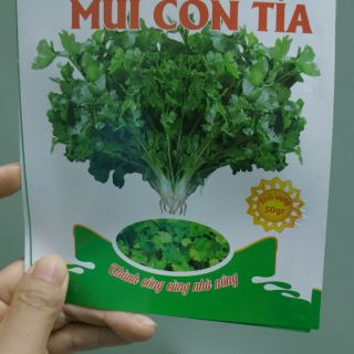 Hạt giống rau mùi -  Rau củ quả trồng tại vườn, sân thượng, nông trang, ban công