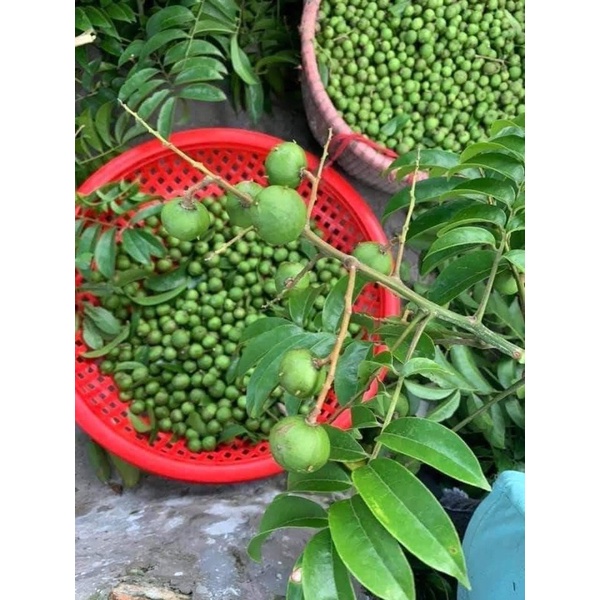 sấu xanh hút chân không 1kg❤️GIÁ SỈ❤️ giòn ngon dày thịt