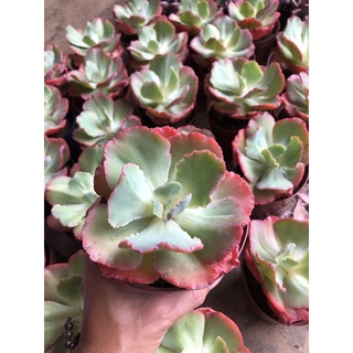 Sen đá Bắp Cải San Hô (10-12cm)