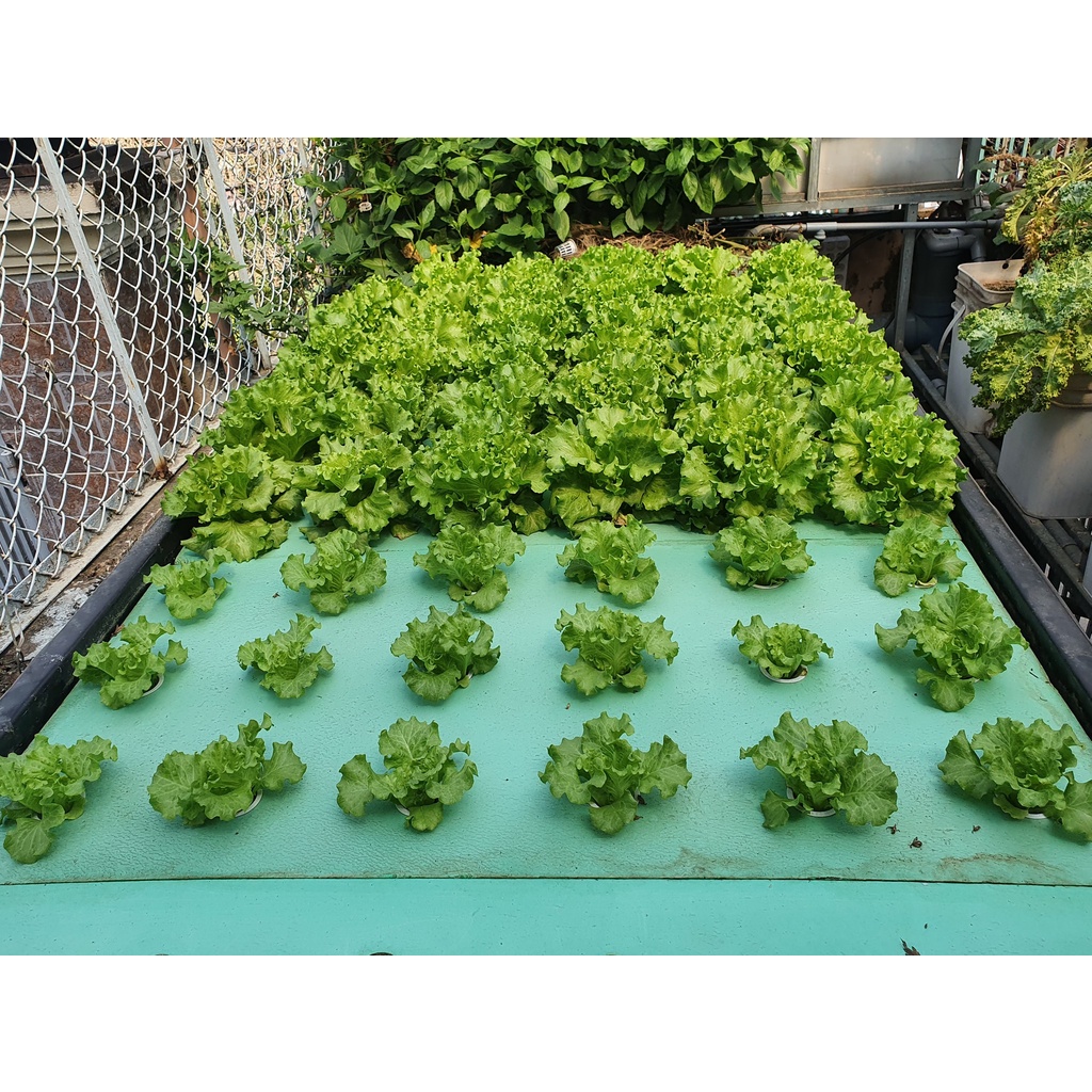 Xốp XPS trồng rau thủy canh Aquaponics tại nhà, dài 1200 mm, rộng 600 mm, dày 50 mm