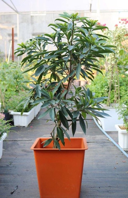 Mai Thái  hoa đỏ cam