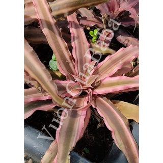 Cây dứa hồng nhạt, tiểu phụng hồng nhạt - Cryptanthus Bromeliads
