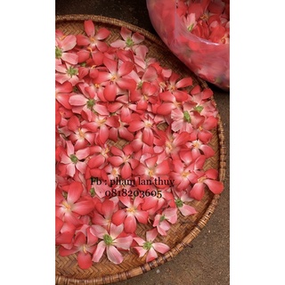 Trà hoa sâm bố chính