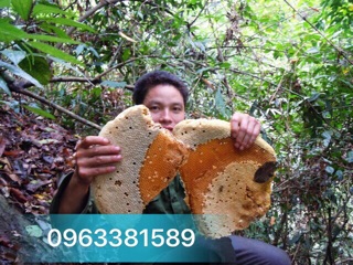 Mật ong rừng Tây Bắc