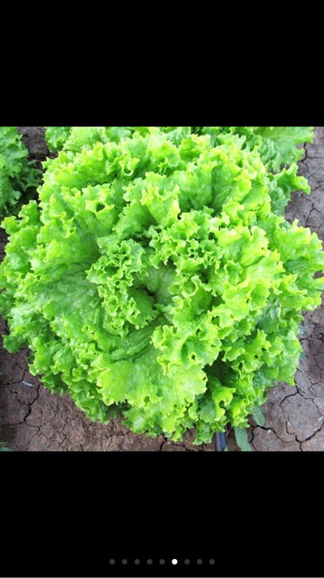 Hạt giống xà lách xoăn