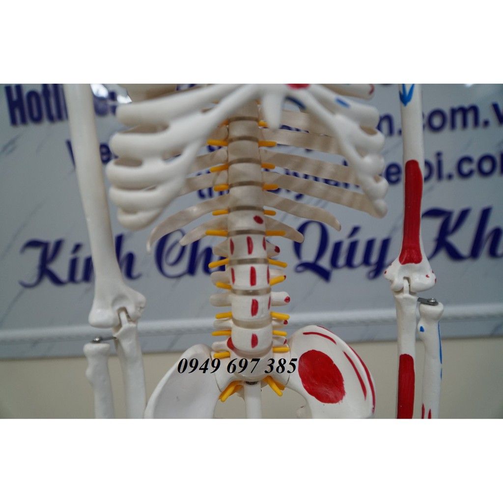 Mô hình xương người cao 85cm có rễ thần kinh từ cột sống