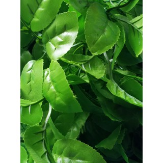 Combo 650gr lá hoa hồng