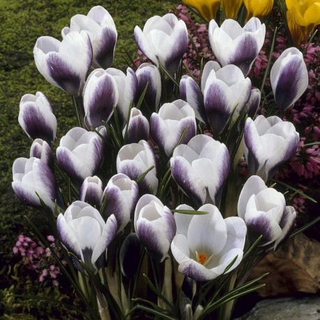 Củ hoa nghệ tây Crocus