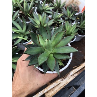 Agave burnt burgundy (dứa viền đỏ)