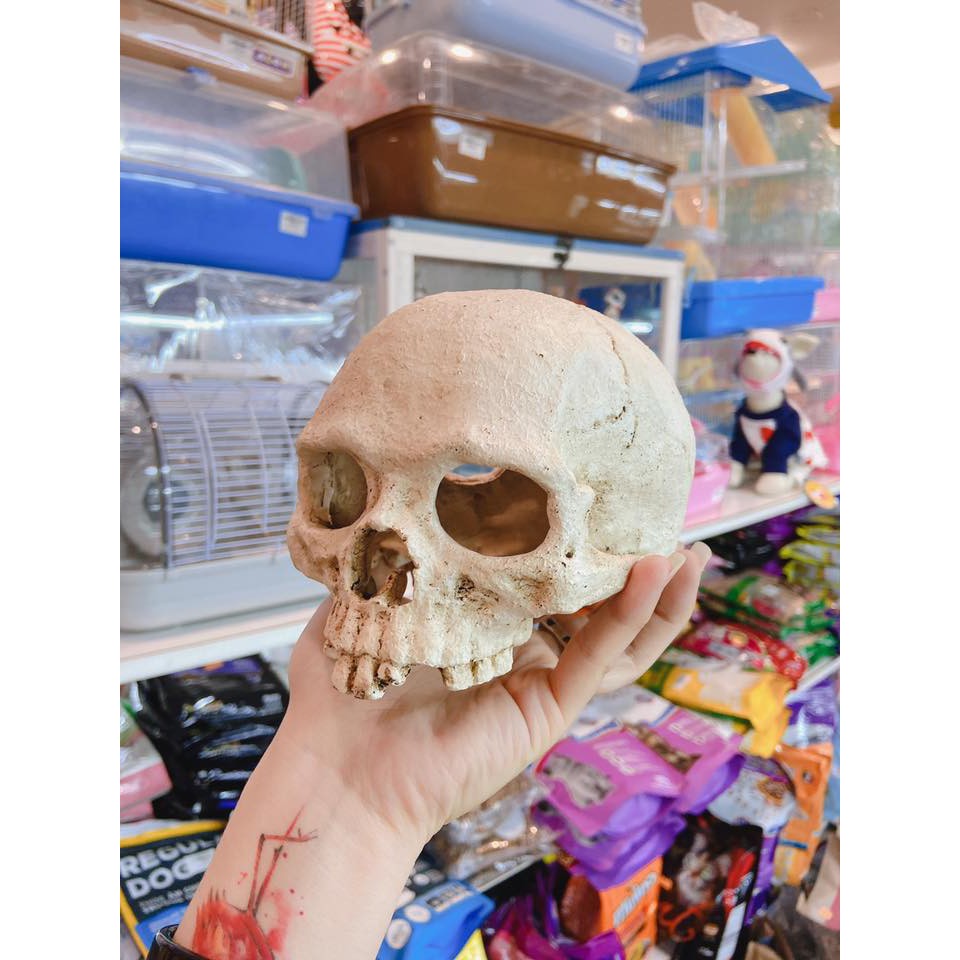 Nhà đầu lâu nửa đầu dành cho bò sát/hamster/đuôi mập halloween