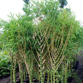 Cây Trúc Phật Bà bụi 3 cây lớn