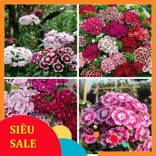 50 Hạt giống hoa Cẩm Chướng chùm Mix (tặng gói kích nẩy mầm và hướng dẫn) VIETPHAT
