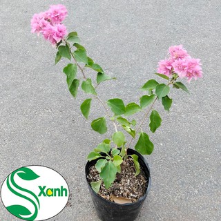 Hoa giấy hồng bông chùm