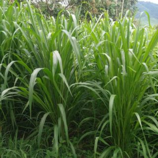 Hạt giống cỏ Sả lá lớn 500g