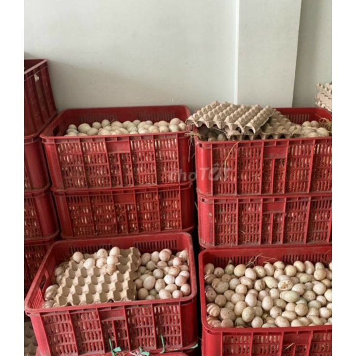 Q10 trứng vịt đồng nhà quê | BigBuy360 - bigbuy360.vn