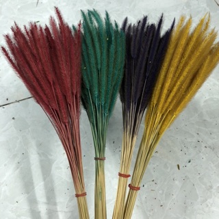 Cỏ Đuôi Chồn Khô Trang Trí