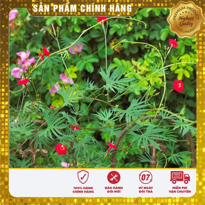 Hạt giống hoa tóc tiên dây leo - 10 hạt