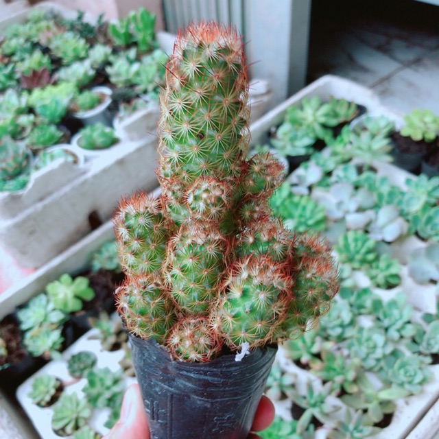 Xương rồng thạch trụ