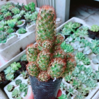 Xương rồng thạch trụ