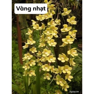 Hoa lan căn diệp nguyên bản