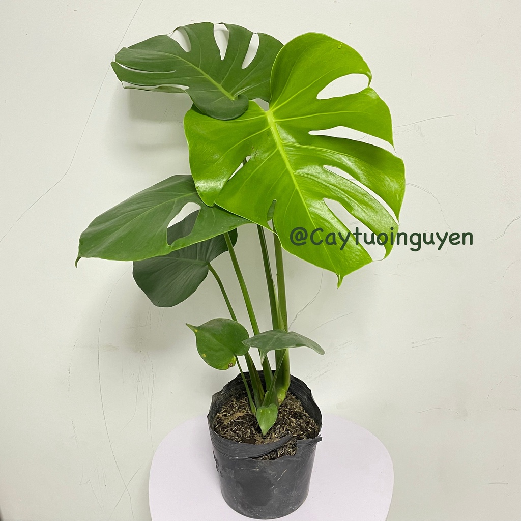 CÂY TRẦU BÀ LÁ XẺ NAM MỸ  3 Size ,, phong thuỷ GIÁ RẺ, lọc không khí, Cây Tươi Nguyên