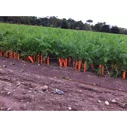 Hạt Giống Cà Rốt Siêu Trái F1-Dễ trồng&Năng Suất Cao-Tổng kho hạt giống giá rẻ