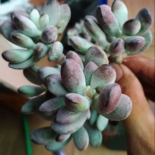 Sen đá sỏi tím - Cotyledon Orbiculata