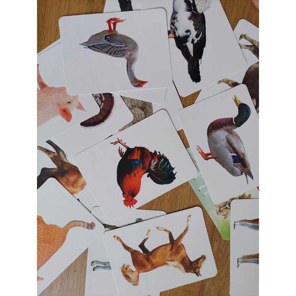 Thẻ học thông minh kích thước lớn 12x16cm(1 chủ đề) tùy chọn -  Flashcard TGXQ Glenn doman chuẩn