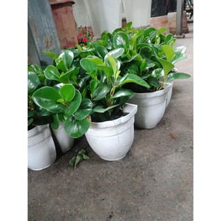 [Video quay thật] Chậu hoa nhựa ốp tường nhỏ, treo ban công trồng hoa, trồng cây nhiều màu sắc, decor đẹp