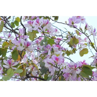 cây hoa ban rừng