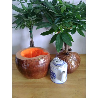 bình giữ nhiệt ấm trà trái dừa và bình trà