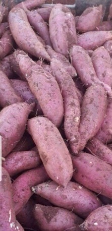 Khoai lang Nhật củ to 1kg