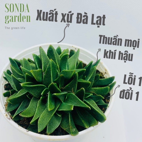 Sen đá cỏ ngọc giống mới SONDA GARDEN size trung bình 10-12cm, xuất xứ Đà Lạt, khoẻ đẹp, lỗi 1 đổi 1