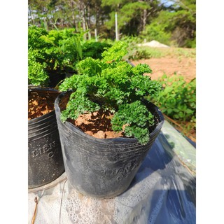 Cây Ngò tây_ Parsley (cây 2 năm có củ đẹp)