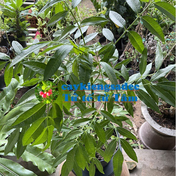 Caykiengsadec - Cây cóc Thái - tặng phân bón-hoa kiểng lá-trang trí nội thất cảnh quan sân vườn ngoài trời