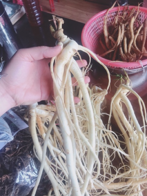 🍀🌿SÂM DÂY NGỌC LINH 10 củ ký hàng chọn ☘️🌴