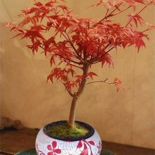 Cây Phong lá đỏ để bàn