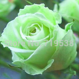 Hạt giống hoa hồng màu xanh lá non ( bán lẻ )