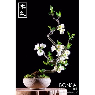 CÂY HOA ĐÀO ĐỎ NHẬT BẢN