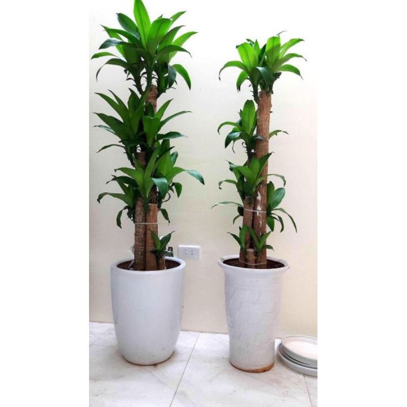 Khúc thiết mộc lan lá xanh