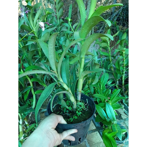 Hoa lan Đen rô Pensodas  chậu f18