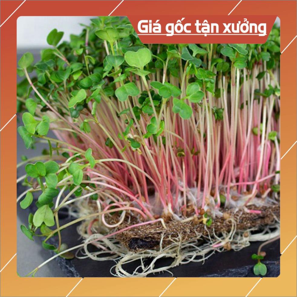 Hạt giống mầm củ cải đỏ -50gr (Hàng Loại 1)