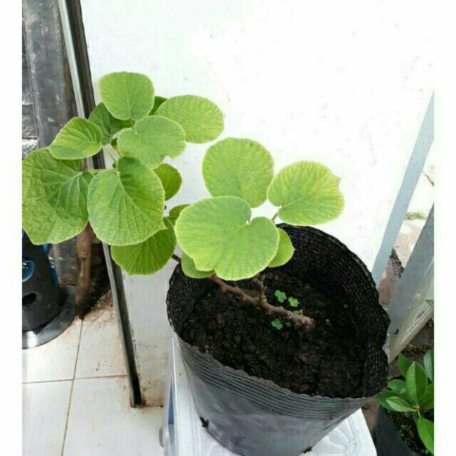Cây kiwi tặng kèm túi phân