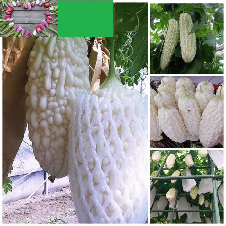 Hạt Giống Mướp Đắng, Khổ Qua Trắng F1 KHUYẾN MẠI 2 TUẦN SHOP MỚI KHUYẾN MẠI TẾT