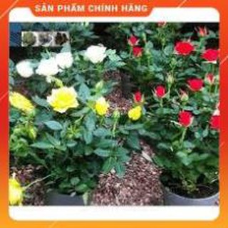 HẠT GIỐNG HOA HỒNG TỶ MUỘI MIX LUCKY SEEDS GỐI 20 HẠT
