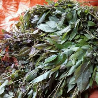 Chè dây tủa chùa