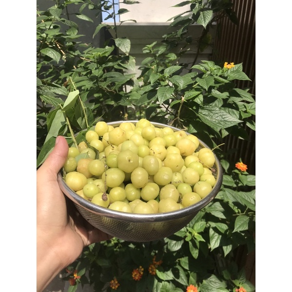 Chùm ruột tươi 500gr