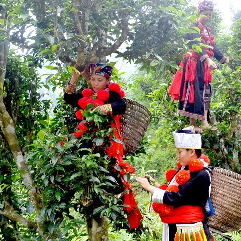 CHÈ SHAN KHAU MÚT The Lover Tea 100g - Đặc sản chè sạch từ vùng núi cao nguyên Tuyên Quang